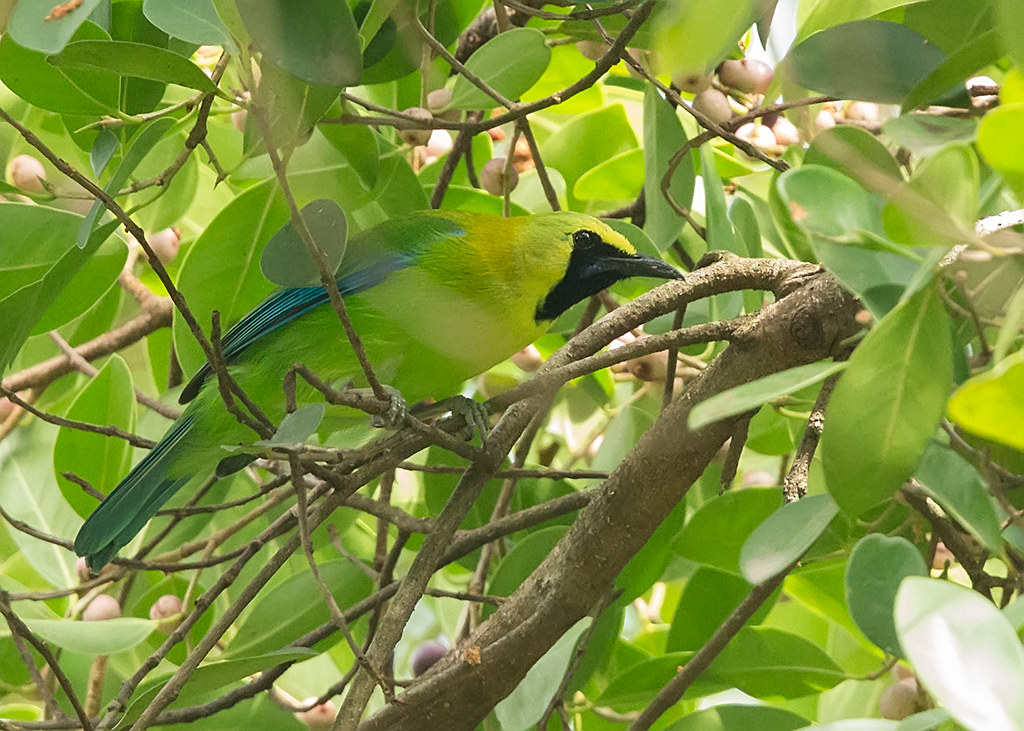 Blue-winged Leafbird  Thailand