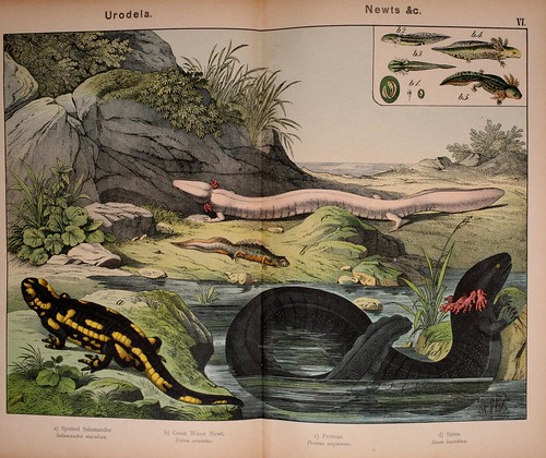 012-Natural history of the animal kingdom for the use of young people..- 1889-William Forsell Kirby