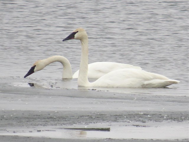 Trumpeter Swans at Evergreen Lake in McLean County, IL 02