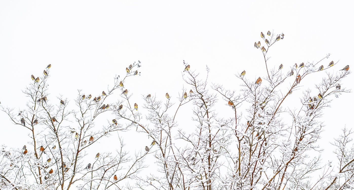 birds in snow-16