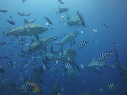 Shark Dive Fiji