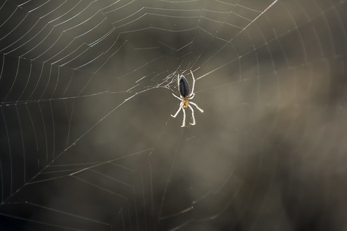 pisaura araña spider spiderweb sunrise backlight cartagena spain nikond7100 nikon60mm28dmicro kenkopro300x14 teladearaña insect