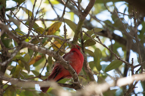 birds texas unitedstates northamerica cardinals summertanager pirangarubra northamericanbirds brookscounty cardinalidae