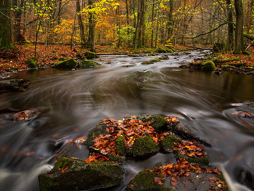 autumn nature creek skåne sweden