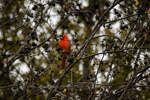 Cardinal... I decided to move closer...
