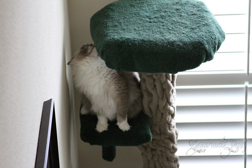 Whiskers & Paws: February 2015 Edition