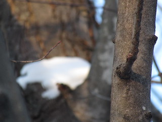 Snow and Tree