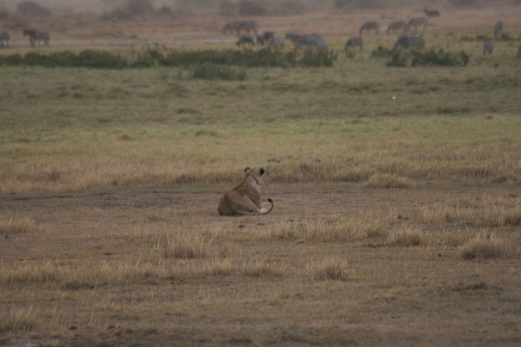AMBOSELI I - MEMORIAS DE KENIA 14 días de Safari (26)