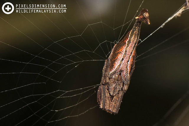 A Scorpion Spider- Arachnura sp.