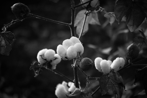 blackandwhite monochrome whiteflower countryside nh45 cottonplant cottonblossom