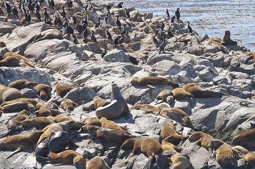 【写真】2015 世界一周 : ビーグル水道（ペンギン生息地まで）/2015-01-24/PICT8763