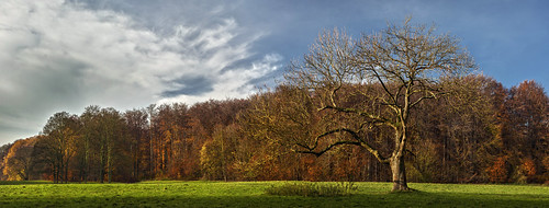 park november autumn tree fall germany seasons herbst jahreszeiten cologne köln ash baum stadtwald urbanpark esche cityforest excelsiorfraxsinus