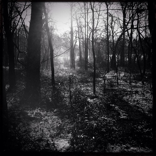 snow forest woods maryland montgomerycounty laytonsville hipstamatic
