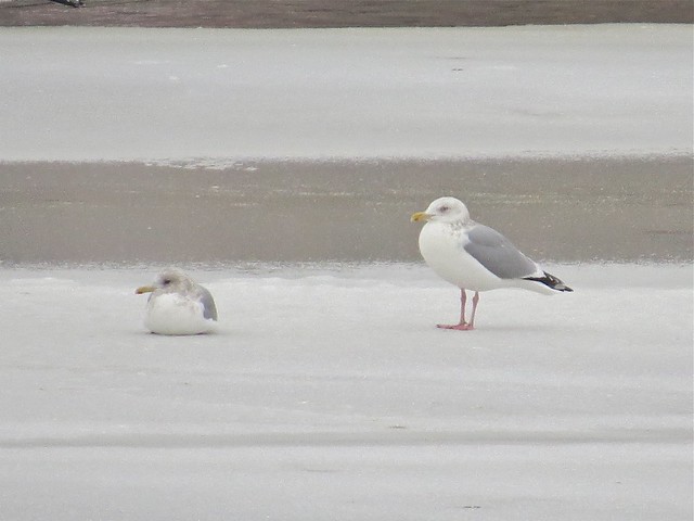 Thayer's (adult) and Herring Gull at Peoria Lake in Tazewell County, IL