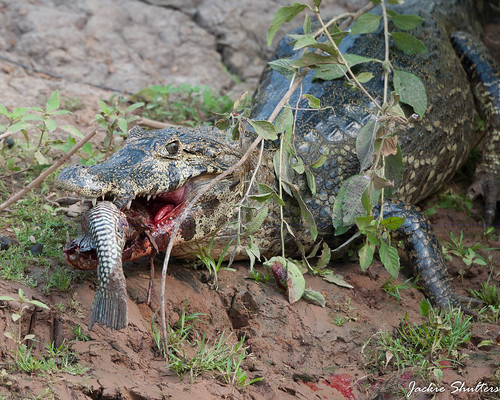 Caiman with fish - bloody_1