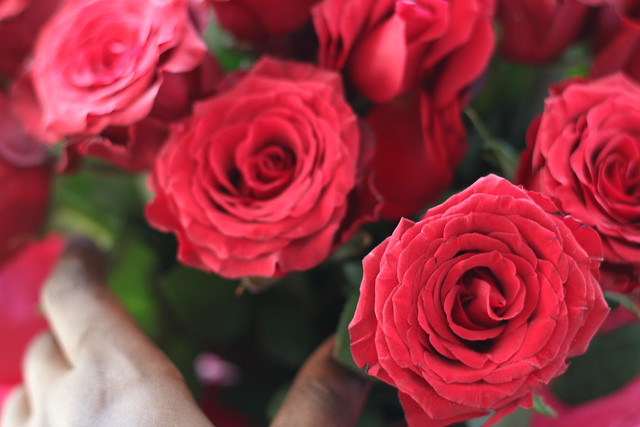happy valentines day roses lisforlois