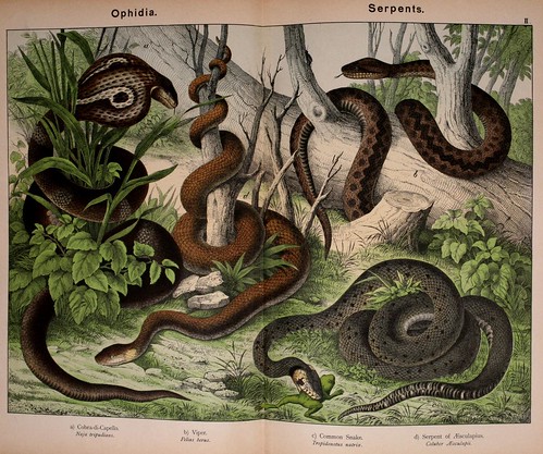 011-Natural history of the animal kingdom for the use of young people..- 1889-William Forsell Kirby