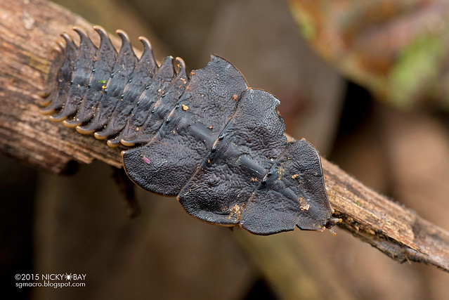 Trilobite beetle larva (Platerodrilus sp.) - DSC_4489