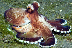 cephalopoda (squid, octo, cuttlefish, nautilus)