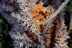 Frost - Photo of Granges-le-Bourg