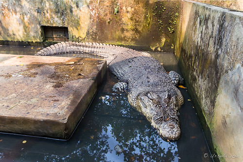 sumatra indonesia crocodile medan tamanbuaya crocodilefarm asamkumbang