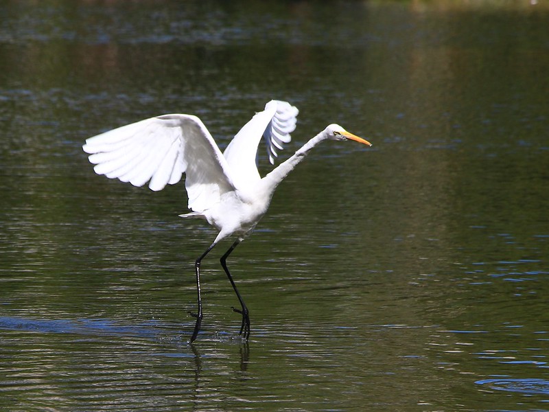 IMG_1466 大白鷺 Great White Egret