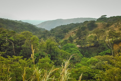 forest costarica hills tropical monteverde cloudforest ilobsterit