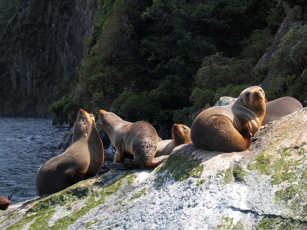 New Zealand fur seals at Milford Sound