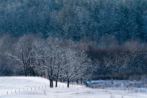 Because temperatures remained cold in the morning, recent snow still stuck to the trees, offering nice contrast between the bare trees in the foreground and the pines in the back. 1/320 @ f13, ISO 400. TIP: Using a long telephoto lens compresses the scene and enhances the contrast between foreground and background.