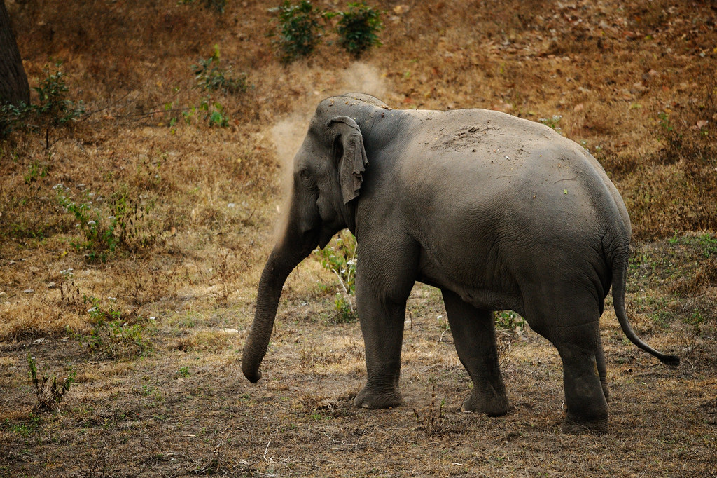 Tuskless bull Asian Elephant in Huai Kha Khaeng wildlife sanctuary