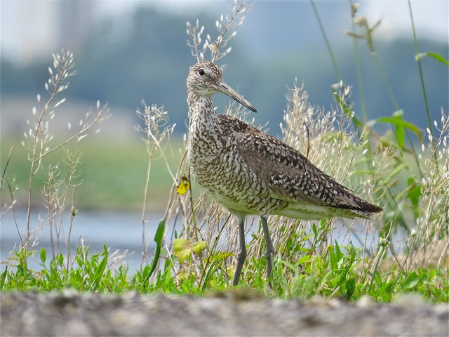 Willet at the Gridley Wastewater Treatment Ponds in McLean County, IL 20