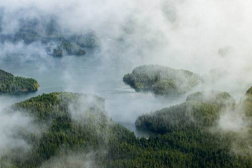 trees fog clouds forest islands rainforest vancouverisland mystic mearesisland toxin lonecone