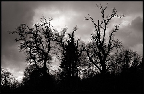 trees sky silhouette moody arboretum cotswolds 365 batsford batsfordarboretum awps aperturewoolwich