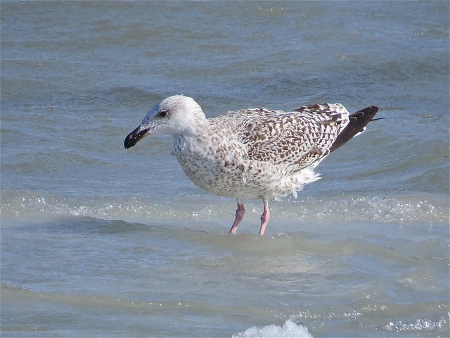 Great Black-backed Gull (1st Cycle) at North Point Marina in Lake County, IL 10