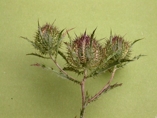 spain plantas aragón lasierra cardos compuestas atractylis floraibérica atractyliscancellata purpúrearosada barrancodevaldearcos terófito