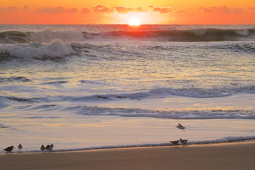 ocean beach birds sunrise dawn surf florida sandpipers indialantic