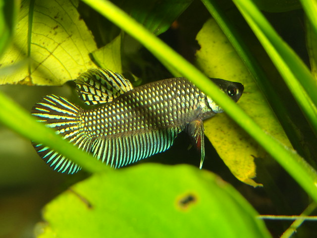Article of the Month MARCH 2015 : Betta mahachaiensis - Page 2 16712790386_68ae3b286d_z