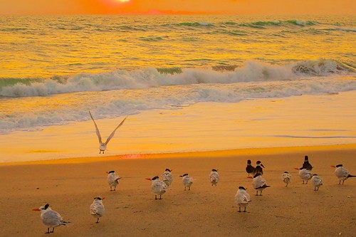 ocean seagulls beach birds sunrise dawn surf florida indialantic