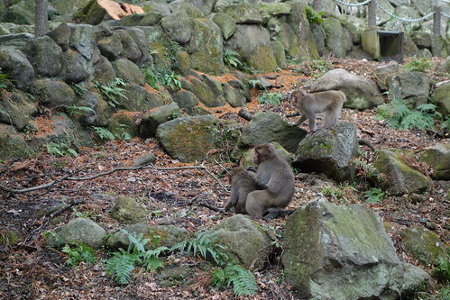 Monkeys at Mt.Takasaki