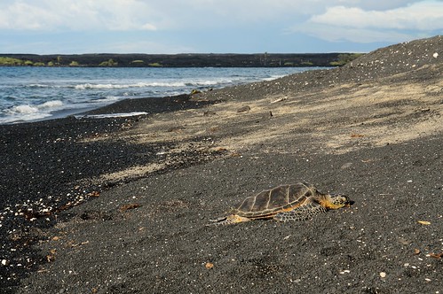 beach blacksand hawaii turtle sleepy seaturtle greenseaturtle hauledout turtleslava2014 kihilobay