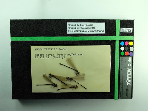 Photo of Argia tibialis specimens on Odonata imaging template 