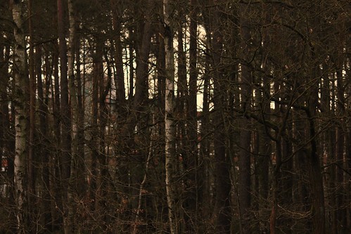 winter germany deutschland europa stadt bauwerk wald bäume gebäude norddeutschland niedersachsen mitteleuropa soltau profanbau gehölz 2000er canoneos550d