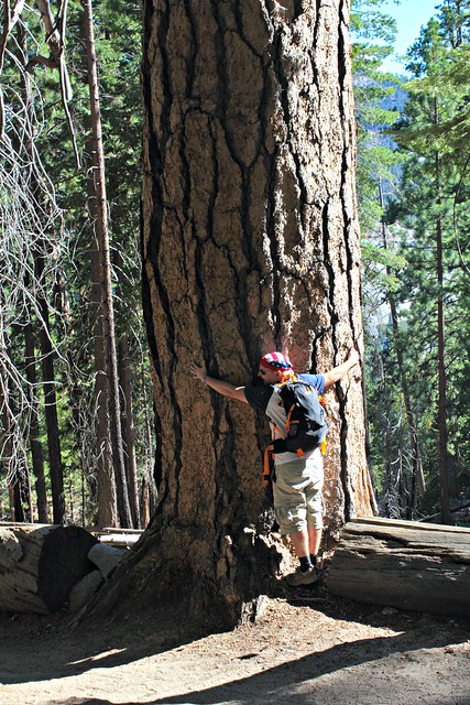 Iiro hugging a tree at Yosemite