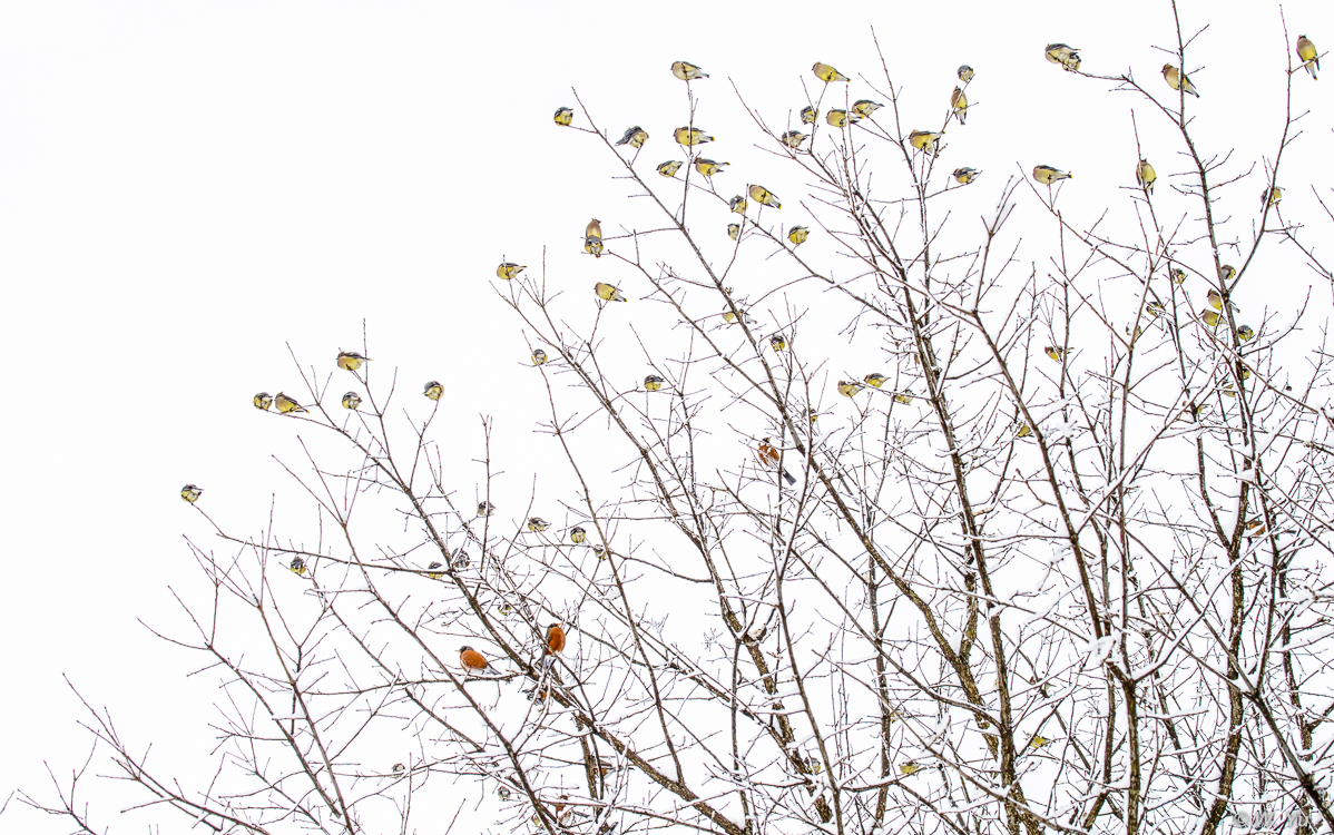 birds in snow-11