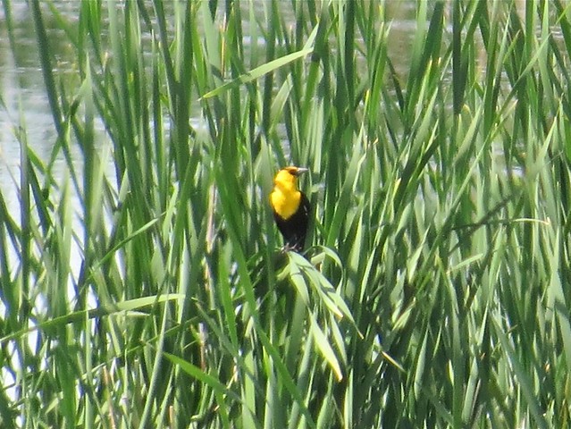 Yellow-headed Blackbird at Pinegree Grove WTP Marsh in Kane County, IL