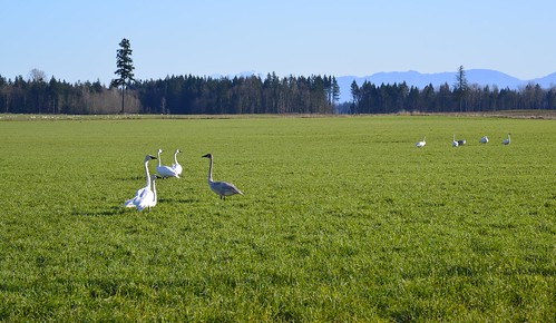 mountains field grass geese nikon bc britishcolumbia bluesky beautifulday grantham d610 24120