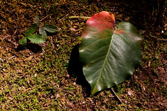 Dark, glossy green foliage with deep red fall color
Trunk splits heavily