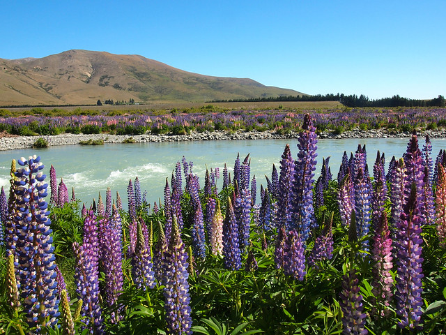 Lupins along the Ahuriri River in New Zealand