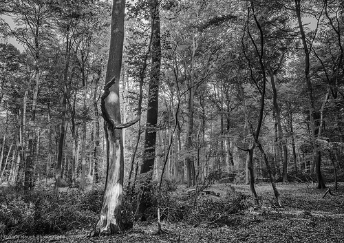 wood trees monochrome forest woodland blackwhite artistic sony a77 stokerow southoxfordshire sonyalpha andyhough slta77 sonyzeissdt1680 andyhoughphotography