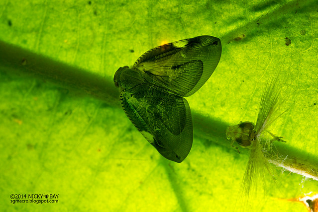 Moth-like planthopper (Ricaniidae) - DSC_1833